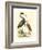 Water Birds III-Meyer H.l.-Framed Art Print