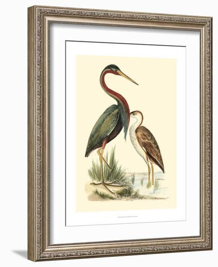 Water Birds III-Meyer H.l.-Framed Art Print