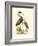 Water Birds III-Meyer H.l.-Framed Art Print