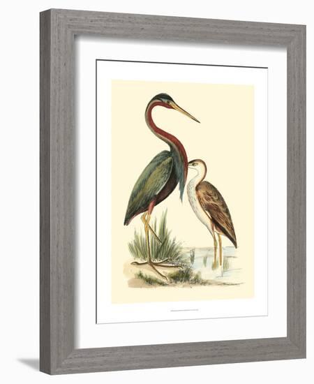 Water Birds III-Meyer H.l.-Framed Art Print