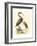 Water Birds III-Meyer H.l.-Framed Art Print