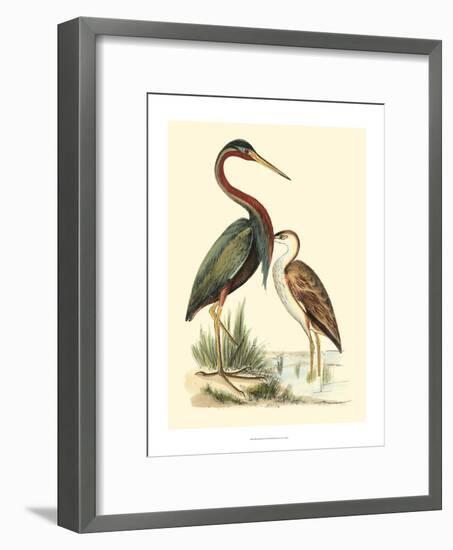 Water Birds III-Meyer H.l.-Framed Art Print