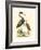 Water Birds III-Meyer H.l.-Framed Art Print