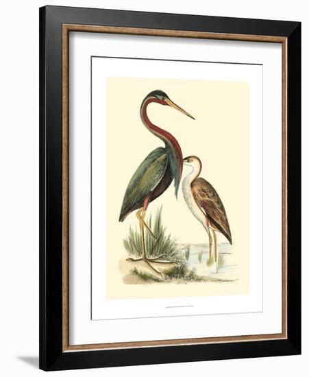 Water Birds III-Meyer H.l.-Framed Art Print