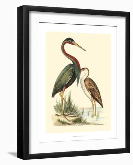 Water Birds III-Meyer H.l.-Framed Art Print