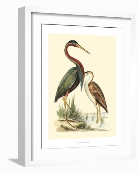 Water Birds III-Meyer H.l.-Framed Art Print