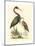 Water Birds III-Meyer H.l.-Mounted Art Print