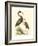 Water Birds III-Meyer H.l.-Framed Art Print