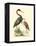 Water Birds III-Meyer H.l.-Framed Stretched Canvas