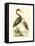 Water Birds III-Meyer H.l.-Framed Stretched Canvas