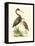 Water Birds III-Meyer H.l.-Framed Stretched Canvas