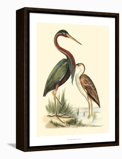 Water Birds III-Meyer H.l.-Framed Stretched Canvas