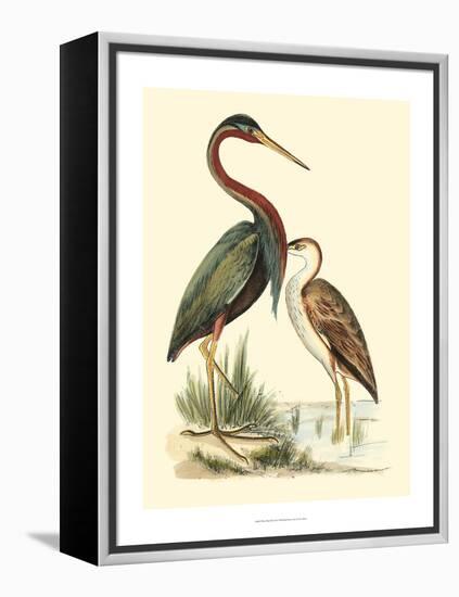 Water Birds III-Meyer H.l.-Framed Stretched Canvas