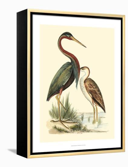 Water Birds III-Meyer H.l.-Framed Stretched Canvas