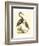 Water Birds III-Meyer H.l.-Framed Art Print