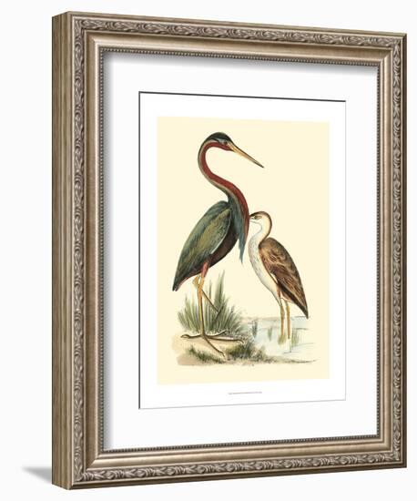 Water Birds III-Meyer H.l.-Framed Art Print