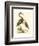 Water Birds III-Meyer H.l.-Framed Art Print