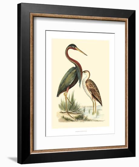 Water Birds III-Meyer H.l.-Framed Art Print