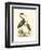 Water Birds III-Meyer H.l.-Framed Art Print