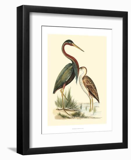 Water Birds III-Meyer H.l.-Framed Art Print