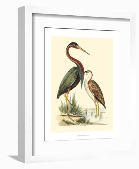 Water Birds III-Meyer H.l.-Framed Art Print