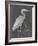 Water Birds - Rest-Aurora Bell-Framed Giclee Print