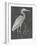 Water Birds - Rest-Aurora Bell-Framed Giclee Print