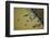 Water Buffalo and Dam Near Siem Reap, Cambodia-David Wall-Framed Photographic Print