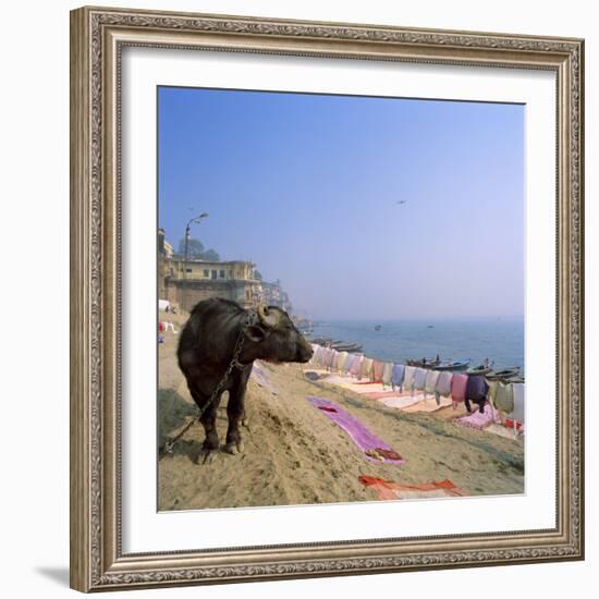 Water Buffalo and Drying Washing on the Banks of the Ganges, Varanasi, Uttar Pradesh State, India-Tony Gervis-Framed Photographic Print