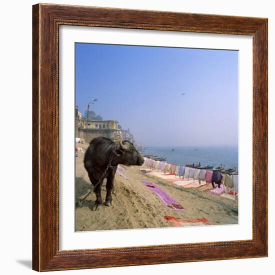 Water Buffalo and Drying Washing on the Banks of the Ganges, Varanasi, Uttar Pradesh State, India-Tony Gervis-Framed Photographic Print