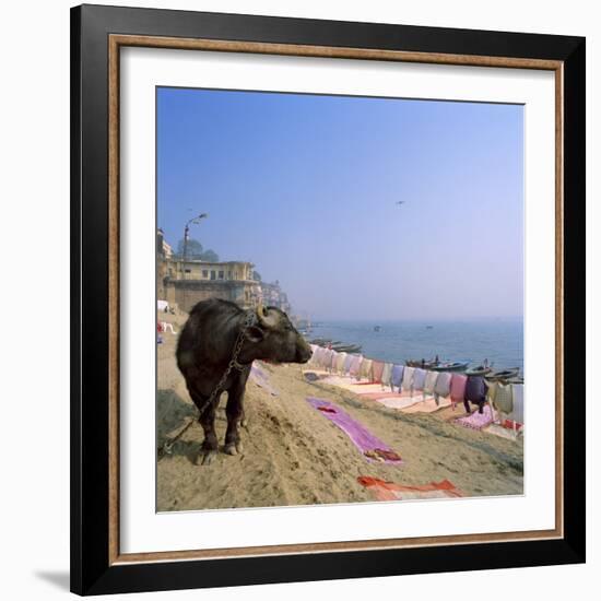 Water Buffalo and Drying Washing on the Banks of the Ganges, Varanasi, Uttar Pradesh State, India-Tony Gervis-Framed Photographic Print