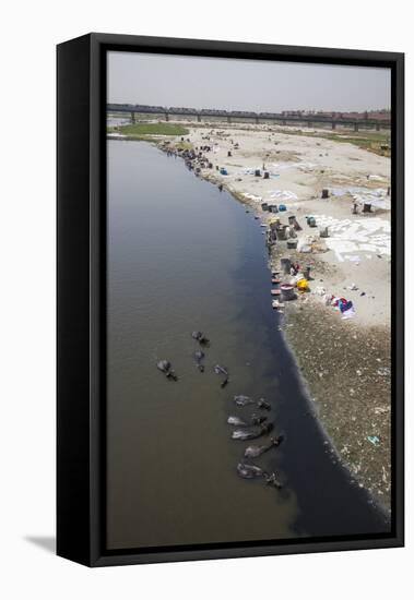 Water Buffalo Drinking from the Yamuna River-Roberto Moiola-Framed Premier Image Canvas