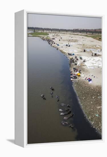 Water Buffalo Drinking from the Yamuna River-Roberto Moiola-Framed Premier Image Canvas