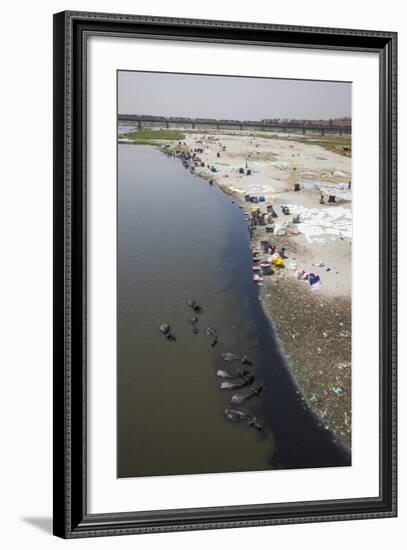 Water Buffalo Drinking from the Yamuna River-Roberto Moiola-Framed Photographic Print