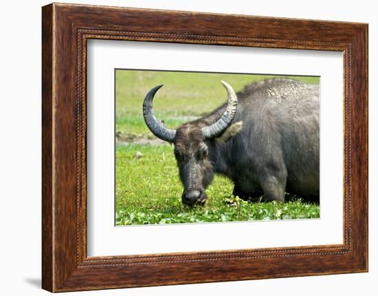 Water Buffalo Grazes in a Rice Paddy, Pui O, Lantau Island, Hong Kong-Richard Wright-Framed Photographic Print