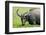 Water Buffalo Grazes in a Rice Paddy, Pui O, Lantau Island, Hong Kong-Richard Wright-Framed Photographic Print