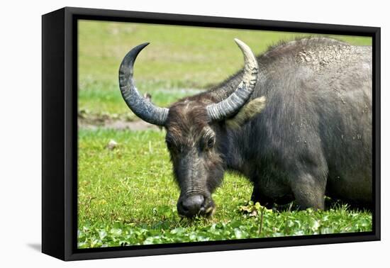 Water Buffalo Grazes in a Rice Paddy, Pui O, Lantau Island, Hong Kong-Richard Wright-Framed Premier Image Canvas