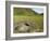 Water Buffalo in Mud Pool in Rice Field, Sagada Town, the Cordillera Mountains, Luzon, Philippines-Kober Christian-Framed Photographic Print