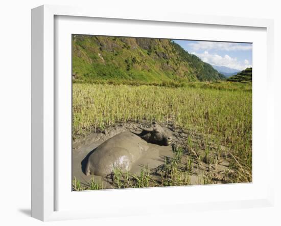 Water Buffalo in Mud Pool in Rice Field, Sagada Town, the Cordillera Mountains, Luzon, Philippines-Kober Christian-Framed Photographic Print