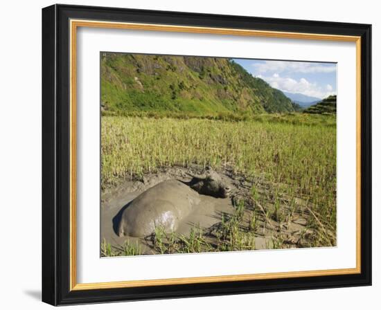 Water Buffalo in Mud Pool in Rice Field, Sagada Town, the Cordillera Mountains, Luzon, Philippines-Kober Christian-Framed Photographic Print