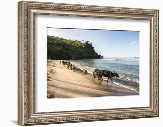 Water Buffalo on the Beach at Sungai Pinang, Near Padang in West Sumatra, Indonesia, Southeast Asia-Matthew Williams-Ellis-Framed Photographic Print