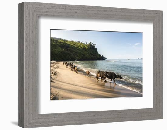 Water Buffalo on the Beach at Sungai Pinang, Near Padang in West Sumatra, Indonesia, Southeast Asia-Matthew Williams-Ellis-Framed Photographic Print