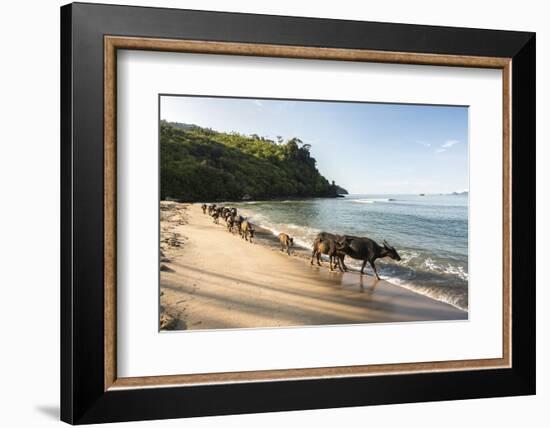 Water Buffalo on the Beach at Sungai Pinang, Near Padang in West Sumatra, Indonesia, Southeast Asia-Matthew Williams-Ellis-Framed Photographic Print