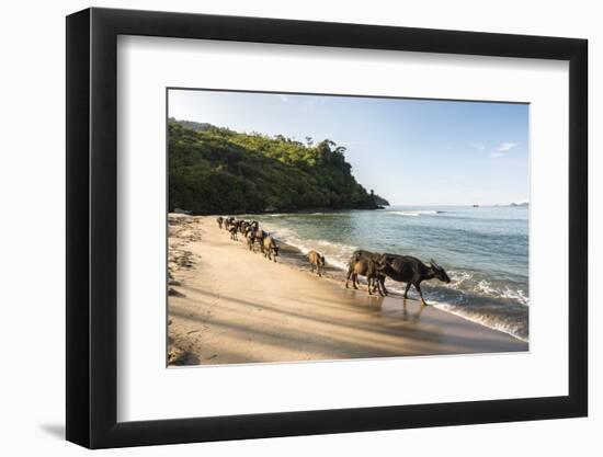 Water Buffalo on the Beach at Sungai Pinang, Near Padang in West Sumatra, Indonesia, Southeast Asia-Matthew Williams-Ellis-Framed Photographic Print