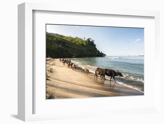 Water Buffalo on the Beach at Sungai Pinang, Near Padang in West Sumatra, Indonesia, Southeast Asia-Matthew Williams-Ellis-Framed Photographic Print