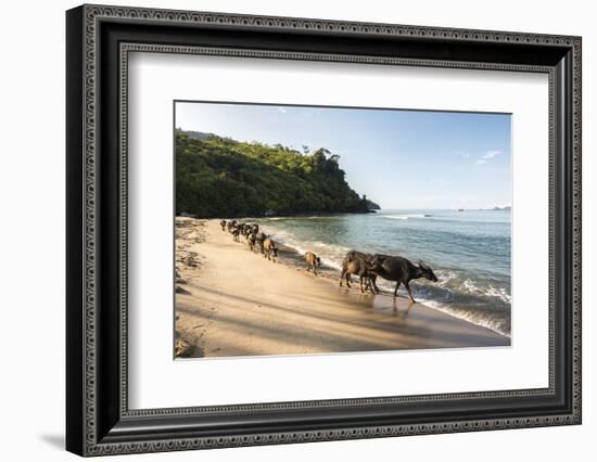 Water Buffalo on the Beach at Sungai Pinang, Near Padang in West Sumatra, Indonesia, Southeast Asia-Matthew Williams-Ellis-Framed Photographic Print