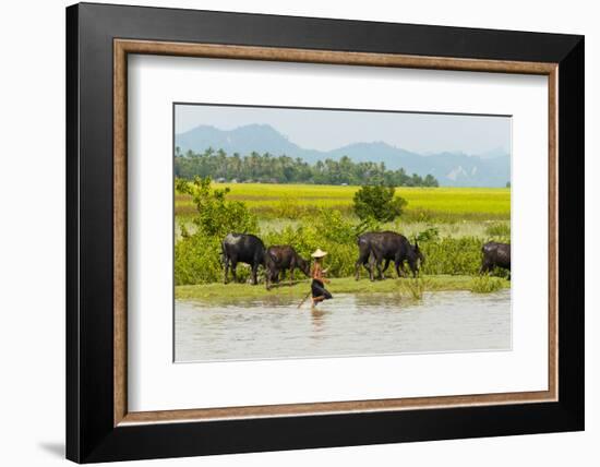 Water buffalo on the shore of Kaladan River, between Mrauk-U and Sittwe, Rakhine State, Myanmar-Keren Su-Framed Photographic Print