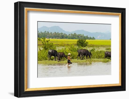 Water buffalo on the shore of Kaladan River, between Mrauk-U and Sittwe, Rakhine State, Myanmar-Keren Su-Framed Photographic Print