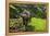 Water Buffalo Plowing Through the Rice Terraces of Banaue, Northern Luzon, Philippines-Michael Runkel-Framed Premier Image Canvas