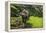 Water Buffalo Plowing Through the Rice Terraces of Banaue, Northern Luzon, Philippines-Michael Runkel-Framed Premier Image Canvas